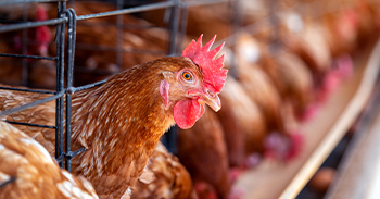 hayvan refahi ve doğal besleme ile kaliteli yumurta üretimi